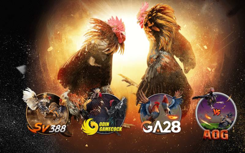 Đá gà (SV388, GA28, AOG)